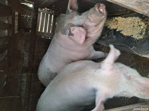 vand porci - imagine 2