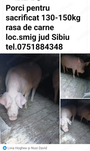 Vând porci crescuți natural(130-150kg)