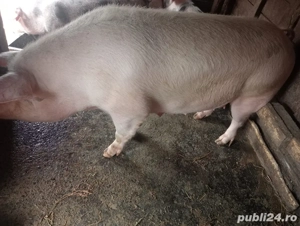 Porc de vanzare  - imagine 2