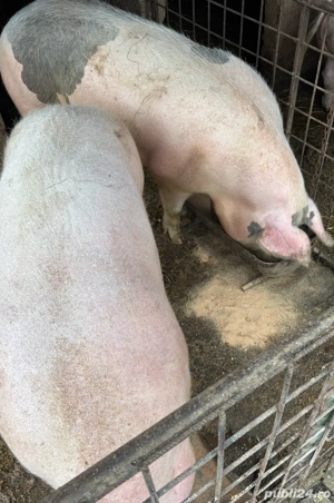 Vand porci - imagine 2