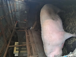 vand porci - imagine 4