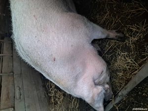 vand porci - imagine 3