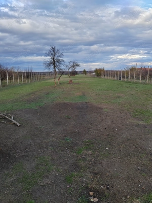 Vând teren intravilan în Padureni 