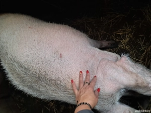 vand porci - imagine 5