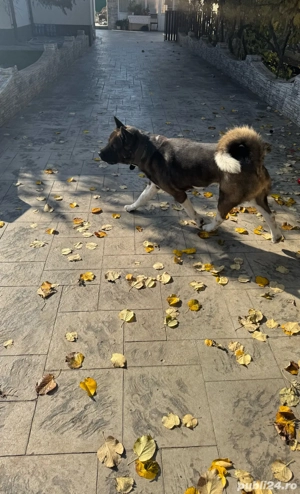 Pui Akita American - imagine 4