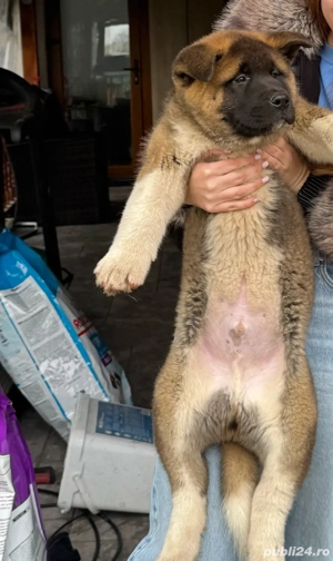 Pui Akita American - imagine 3