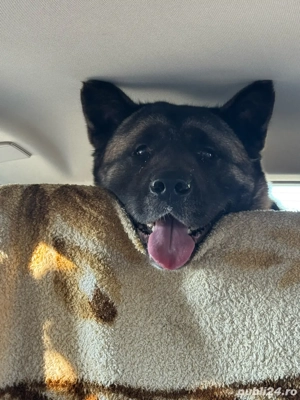 Pui Akita American - imagine 2