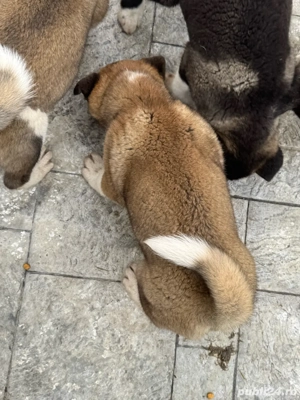 Pui Akita American - imagine 5