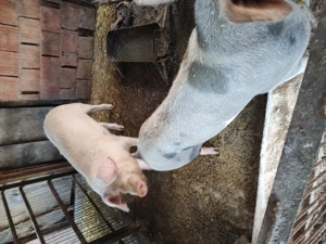 Porci de vânzare  - imagine 3