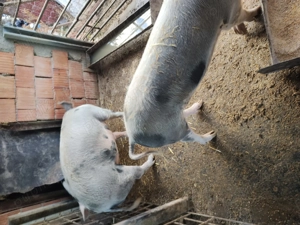 Porci de vânzare  - imagine 2