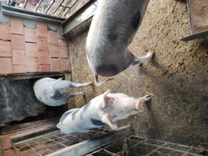 Porci de vânzare  - imagine 4