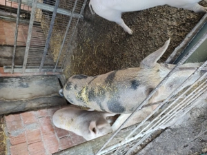 Porci de vânzare  - imagine 5