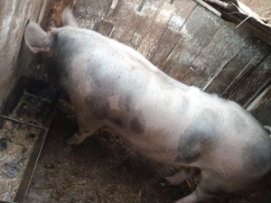 vand porc, rasa pietrean