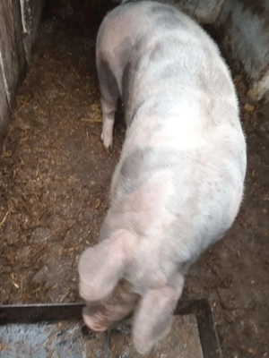 vand porc, rasa pietrean - imagine 2