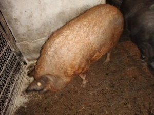 mangalita Scrofița porc - imagine 2