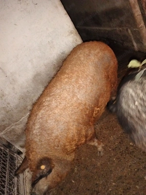 mangalita Scrofița porc