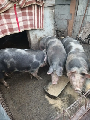 Porci de vanzare - imagine 3