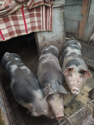 Porci de vanzare - imagine 4