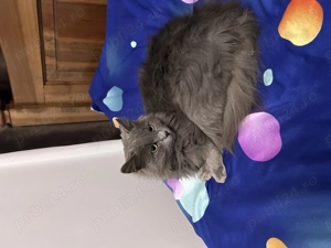 Vând pisică nebelung,