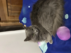 Vând pisică nebelung, - imagine 2