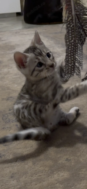 Vând Pisică Bengal, Argintiu, Ochi Verzi , Mascul, Exemplar Superb, Pedigree TICA 