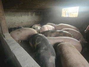 Porc de carne Pietran si Haspire - imagine 2