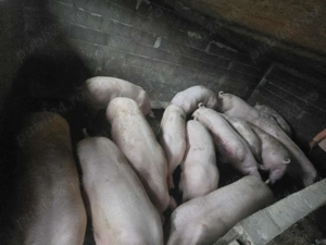 Porc de carne Pietran si Haspire - imagine 3