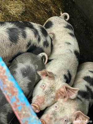 Grasuni 100-110  castrati kg - imagine 3