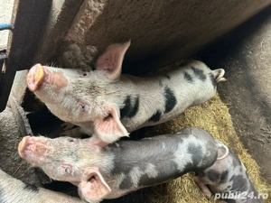 Grasuni 100-110  castrati kg - imagine 2