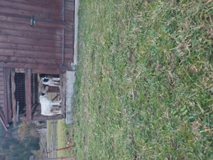 Vând 2 femele ciobănesc de Bucovina  - imagine 3