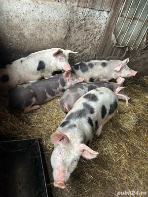 Grasuni 100-110  castrati kg - imagine 5