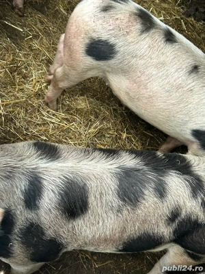 Grasuni 100-110  castrati kg - imagine 4