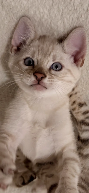 Vând Pisică Bengal , Mascul, Alb, Ochi Albaștri , Exemplar Superb, Pedigree TICA 