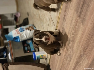 American Bully Micro!!!! - imagine 2