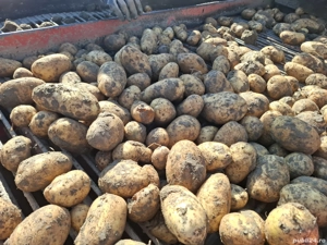 Cartofi neselectati ambalati la big bag de 1200 kg - imagine 5