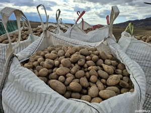 Cartofi neselectati ambalati la big bag de 1200 kg - imagine 2