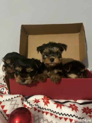 Yorkshire Terrier - imagine 4