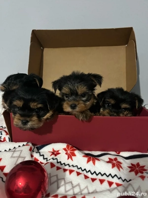 Yorkshire Terrier - imagine 3