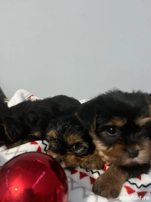 Yorkshire Terrier - imagine 2