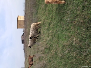 berbec din primavara  - imagine 4