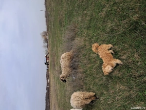 berbec din primavara  - imagine 2