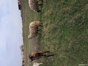 berbec din primavara  - imagine 3