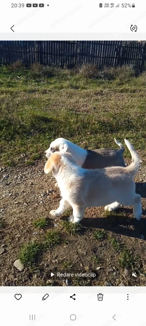 Catei rasa ciobanesc asia centrala de vanzare  - imagine 5