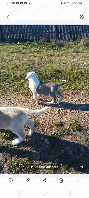 Catei rasa ciobanesc asia centrala de vanzare  - imagine 3