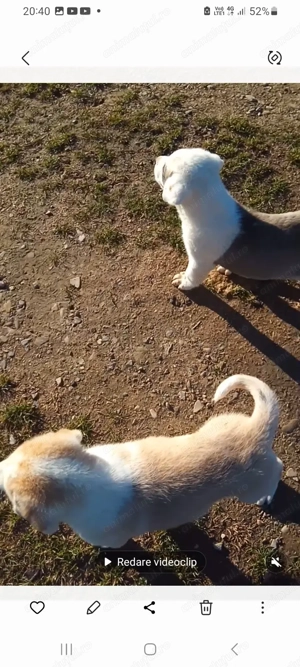 Catei rasa ciobanesc asia centrala de vanzare 