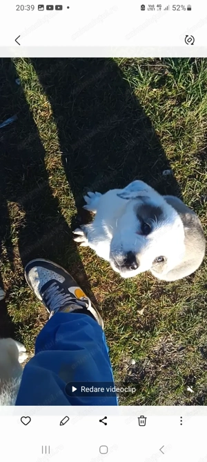 Catei rasa ciobanesc asia centrala de vanzare  - imagine 4