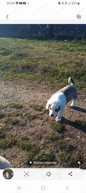 Catei rasa ciobanesc asia centrala de vanzare  - imagine 2