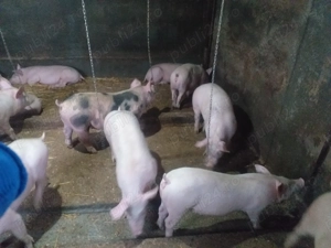 Vand purcei , rasă marele alb 40kg