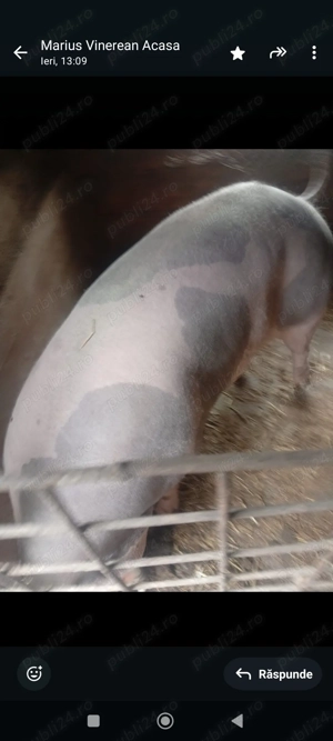 Porci de carne crescuți în cospdarie cu porumb, cartofi fierți si faina. - imagine 3