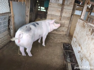 De vanzare scroafa Marele Alb - imagine 2